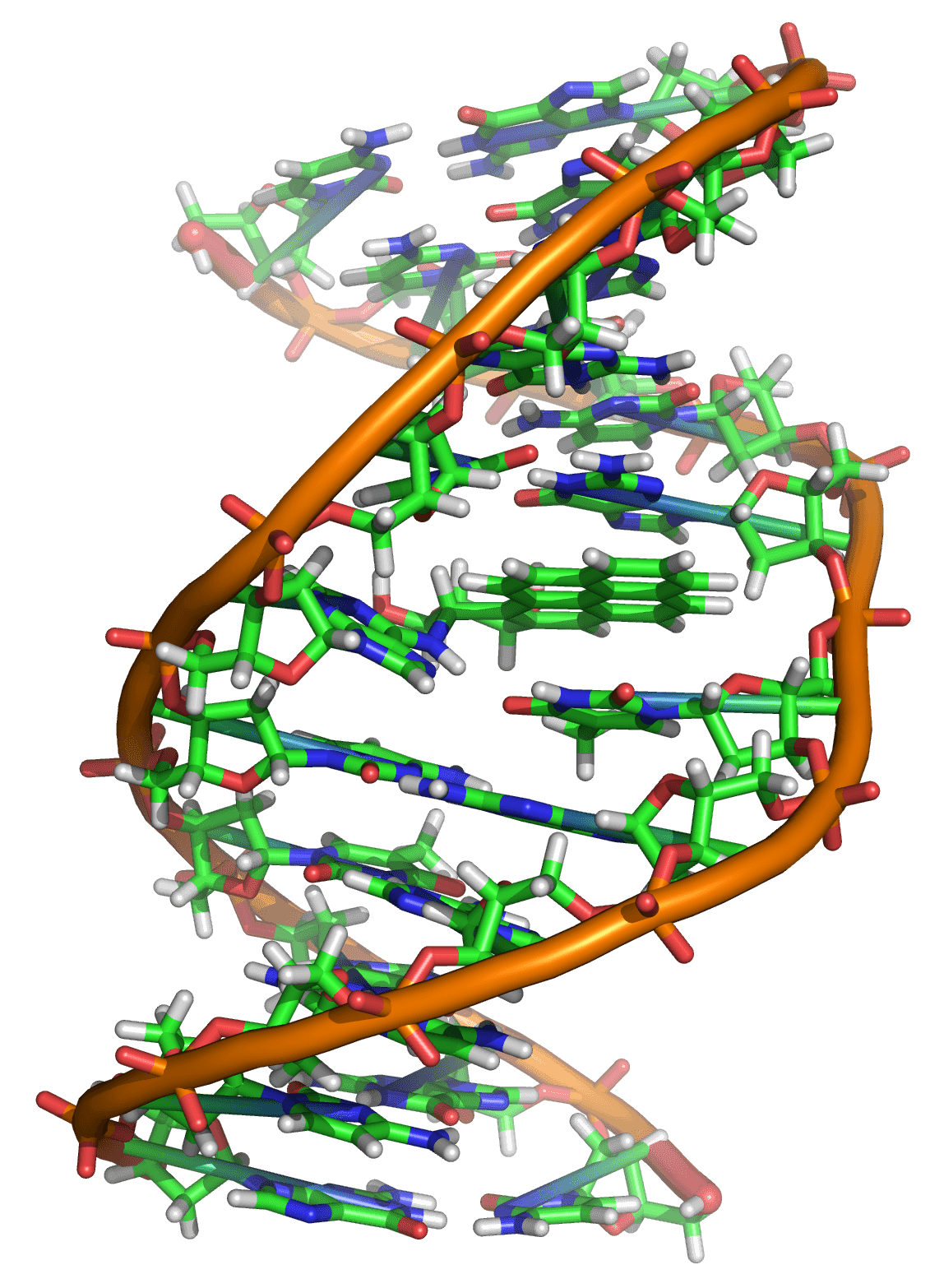 DNA-dubbele helix - het X-chromosoom speelt de hoofdrol bij het syndroom van Turner